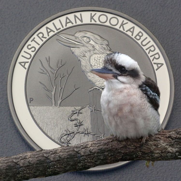 Kookaburra 2016